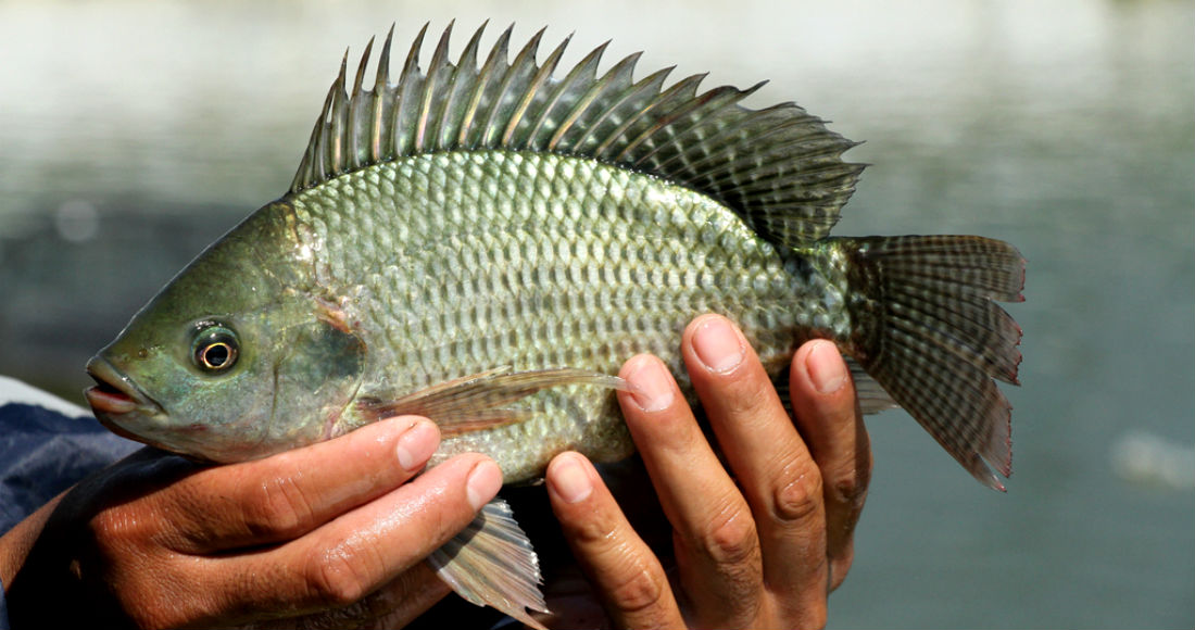 La tilapia, el pez que está revolucionando la medicina en Brasil por