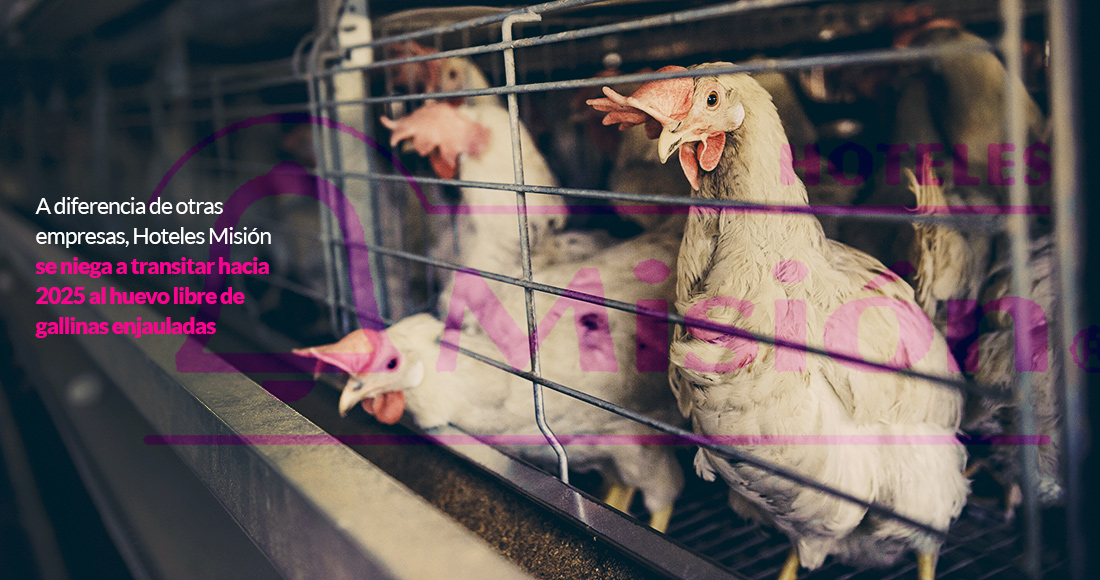 Un huevo en un hotel de México son 150 mil gallinas maltratadas - Vimarsana News