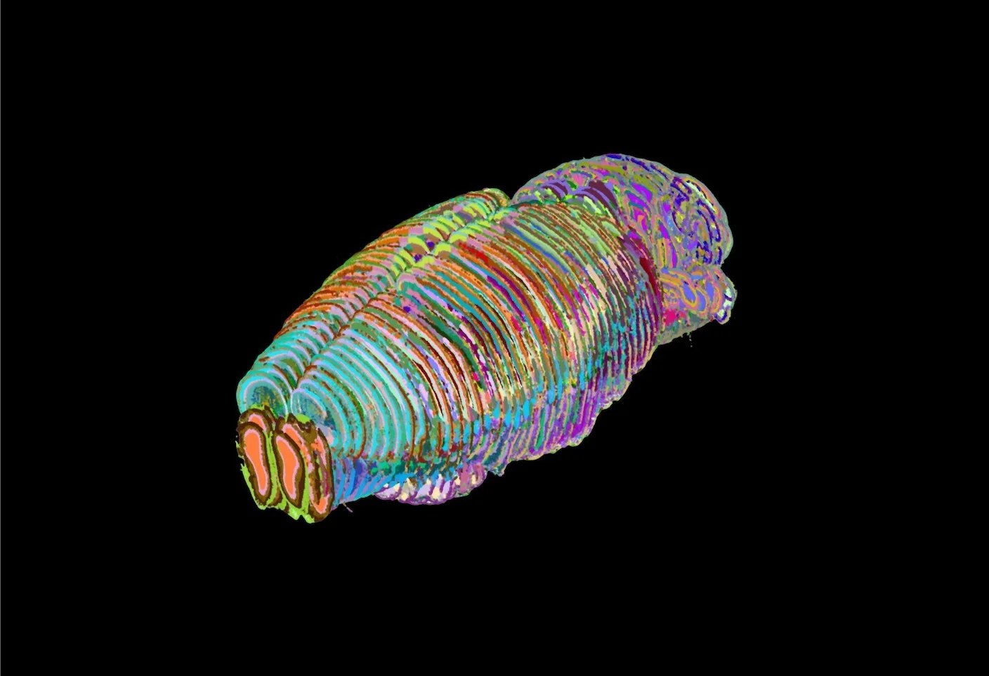 ChatGPT-Like AI Unveils 1,300 Regions in the Mouse Brain—Some Uncharted