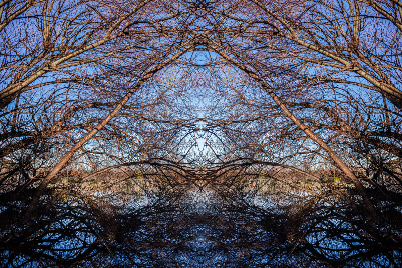 Symmetrical photo of bare tree branches arching against a clear blue sky, mirrored along the vertical axis to create a kaleidoscopic, cathedral-like structure of intertwining limbs.