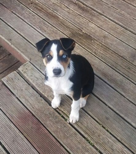 A puppy with one blue eye sitting on a wooden deck, looking up curiously at the camera.