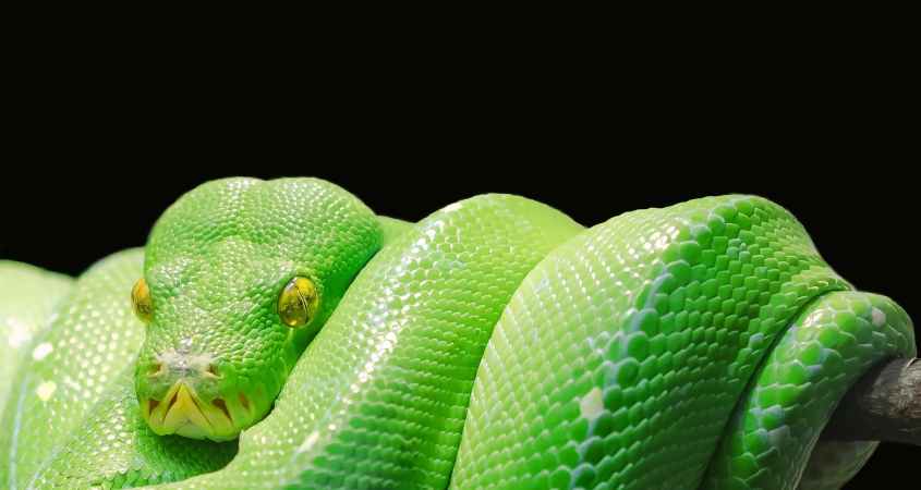 green snake