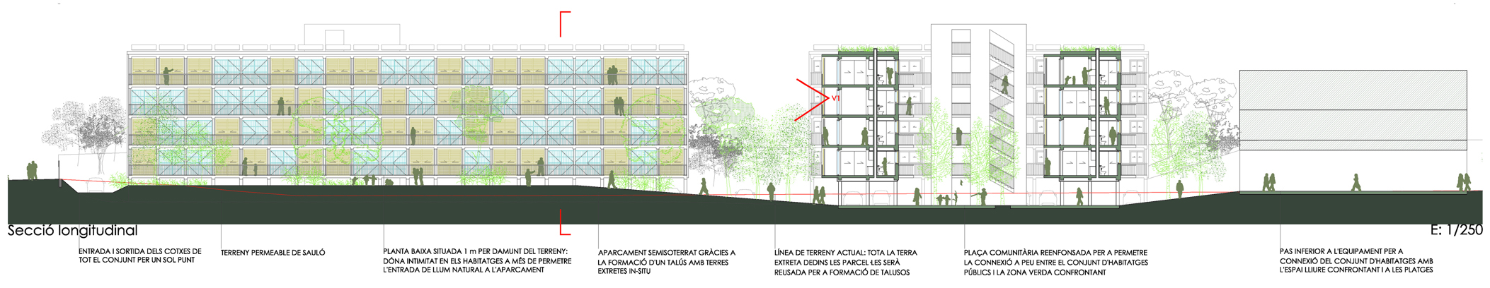 15_longitudinal section