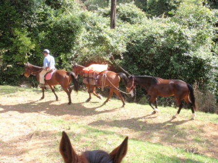 Training for trail riding