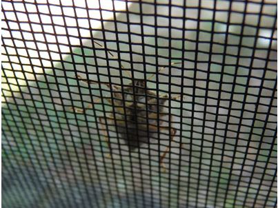 Signs of Fall 7: Stink bugs! | Ecologist's Notebook