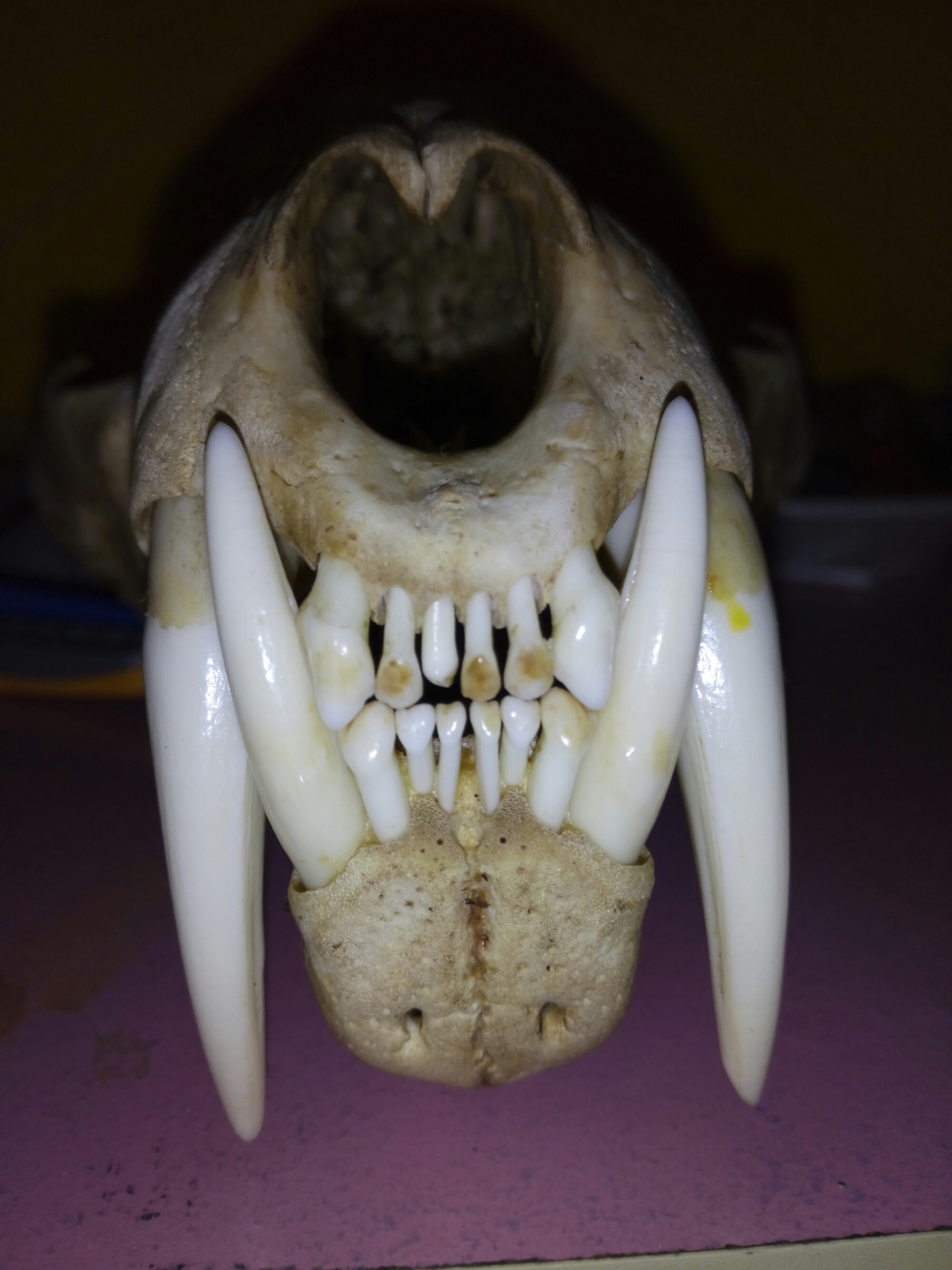 Dapatkan Gambar Cincin Pangkal Taring Harimau Ikat Perak Toko Kebal Barang Terbaru by www.lampunghits.com
