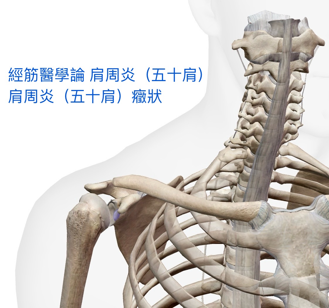 經筋學論 肩周炎-五十肩探討成因與處理方法1