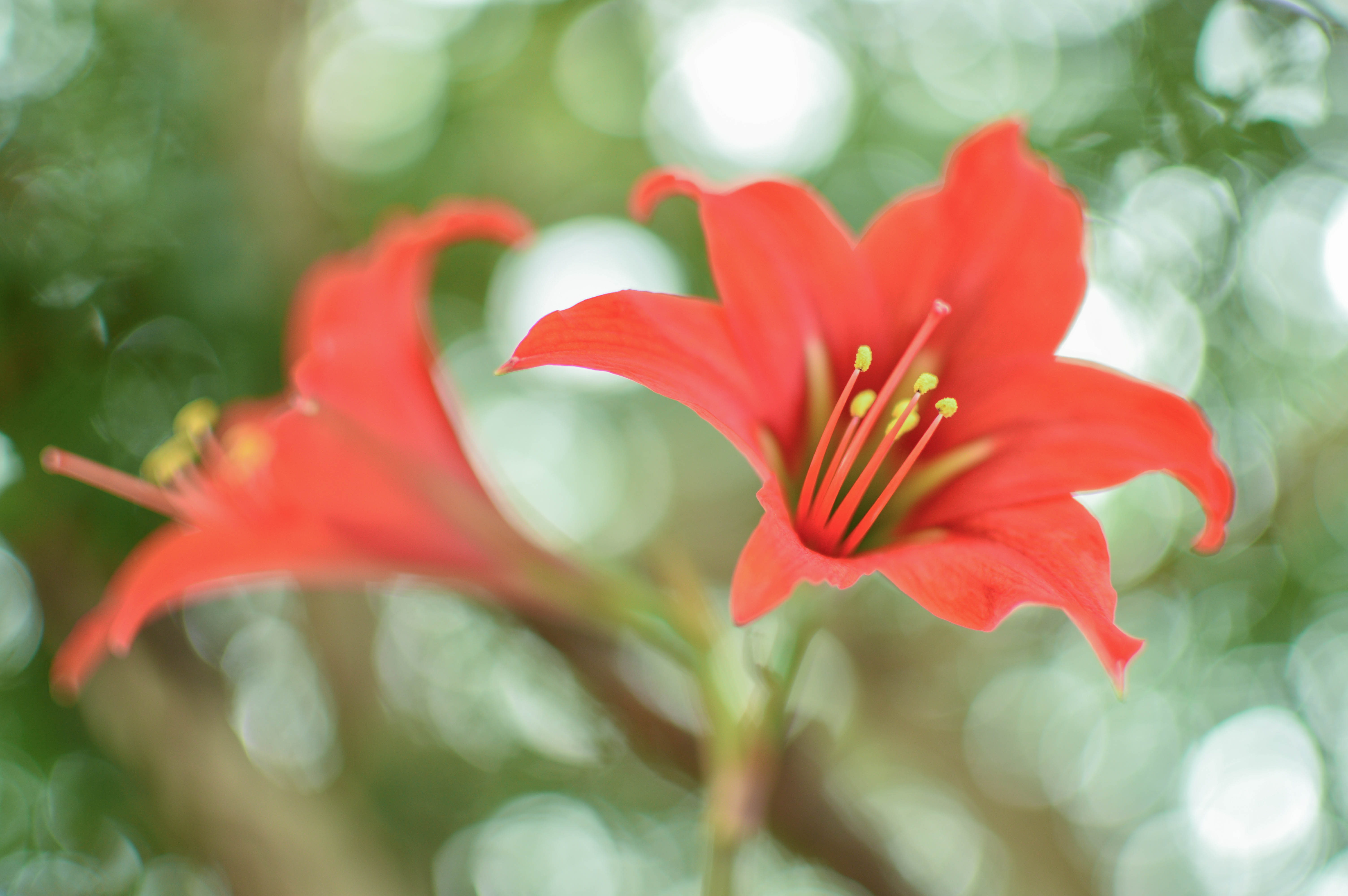 red hibiscus
