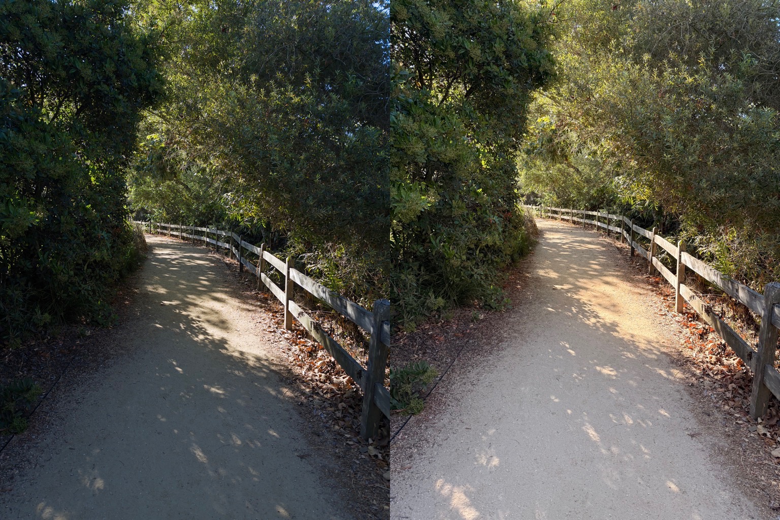 并排比较穿过树林的小路。阳光照亮了小路，在靠近画面中心的地方，小路从相机处拐弯。