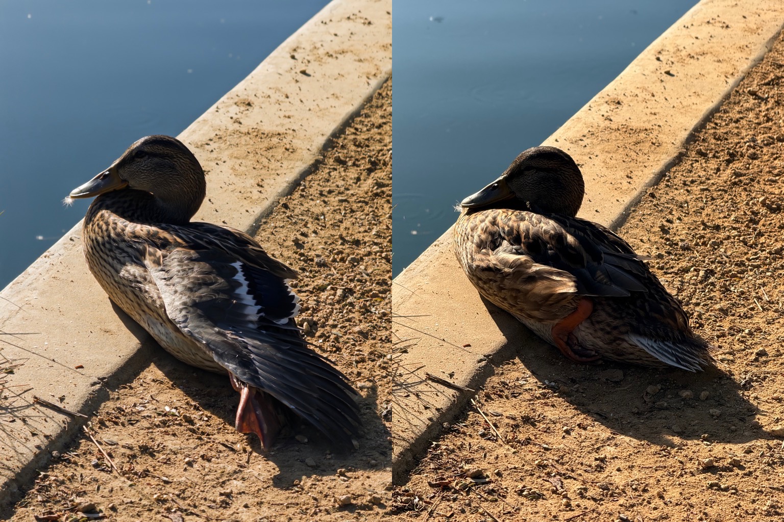 人工池塘边鸭子的照片并排摆放。Project Indigo 的图像保留了阴影细节，而相机应用程序仅保留了高光部分，丢失了大部分身体和羽毛特征。