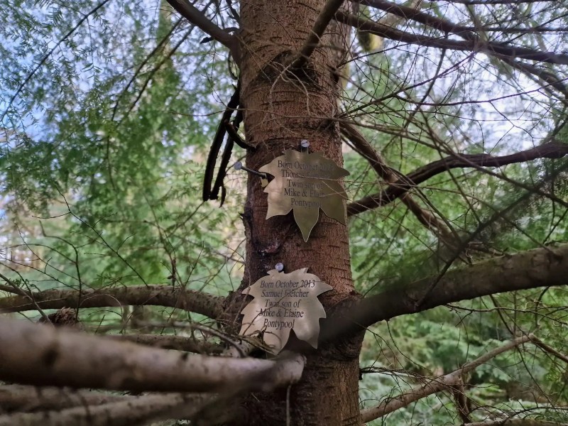 Copper plaques on trees