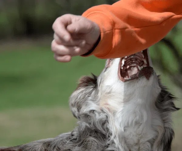 Austin dog bite injury lawyers