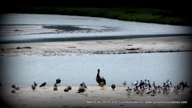 Los Penasquitos Salt Marsh Birds