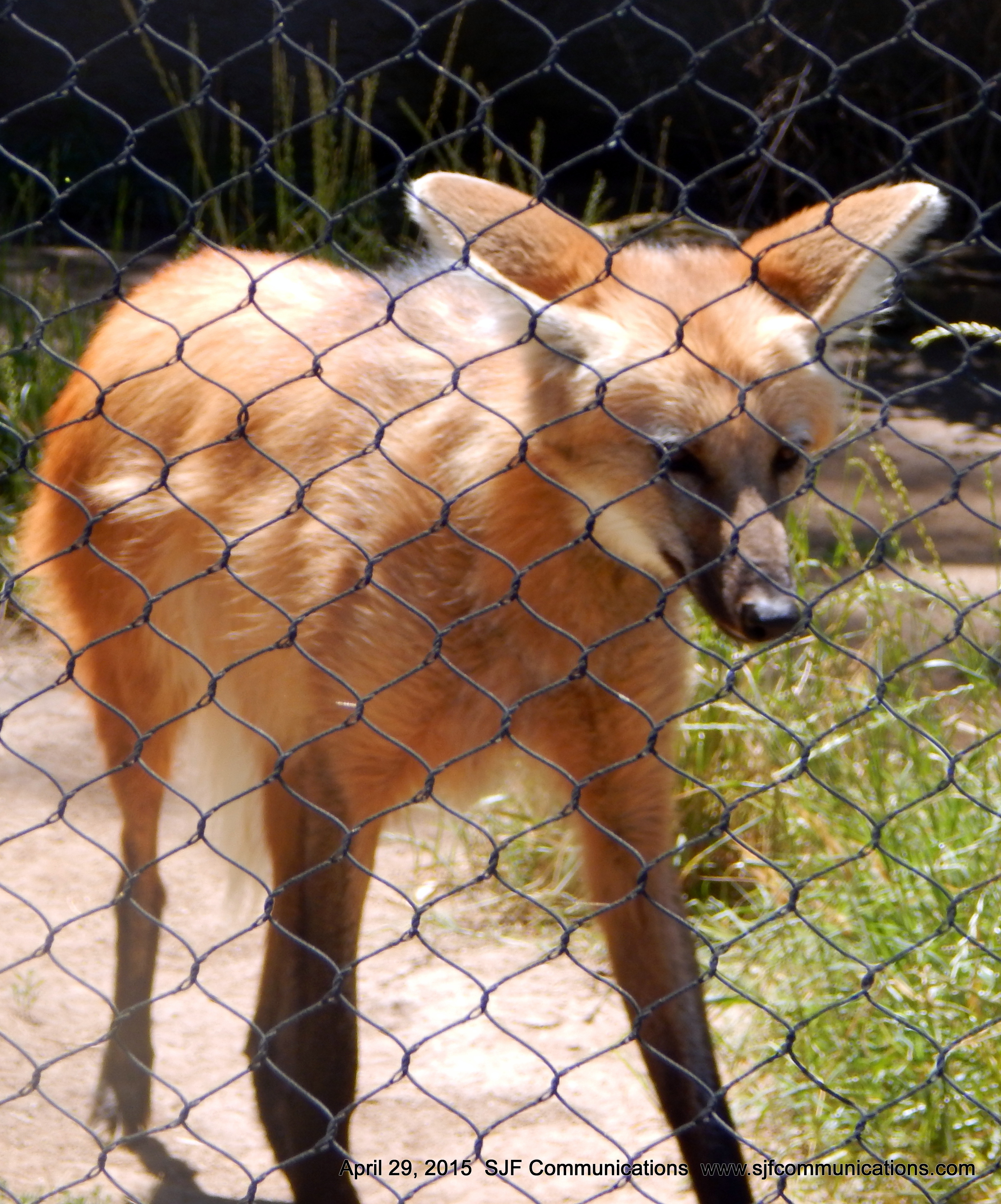 Fox meandering throughout his cage