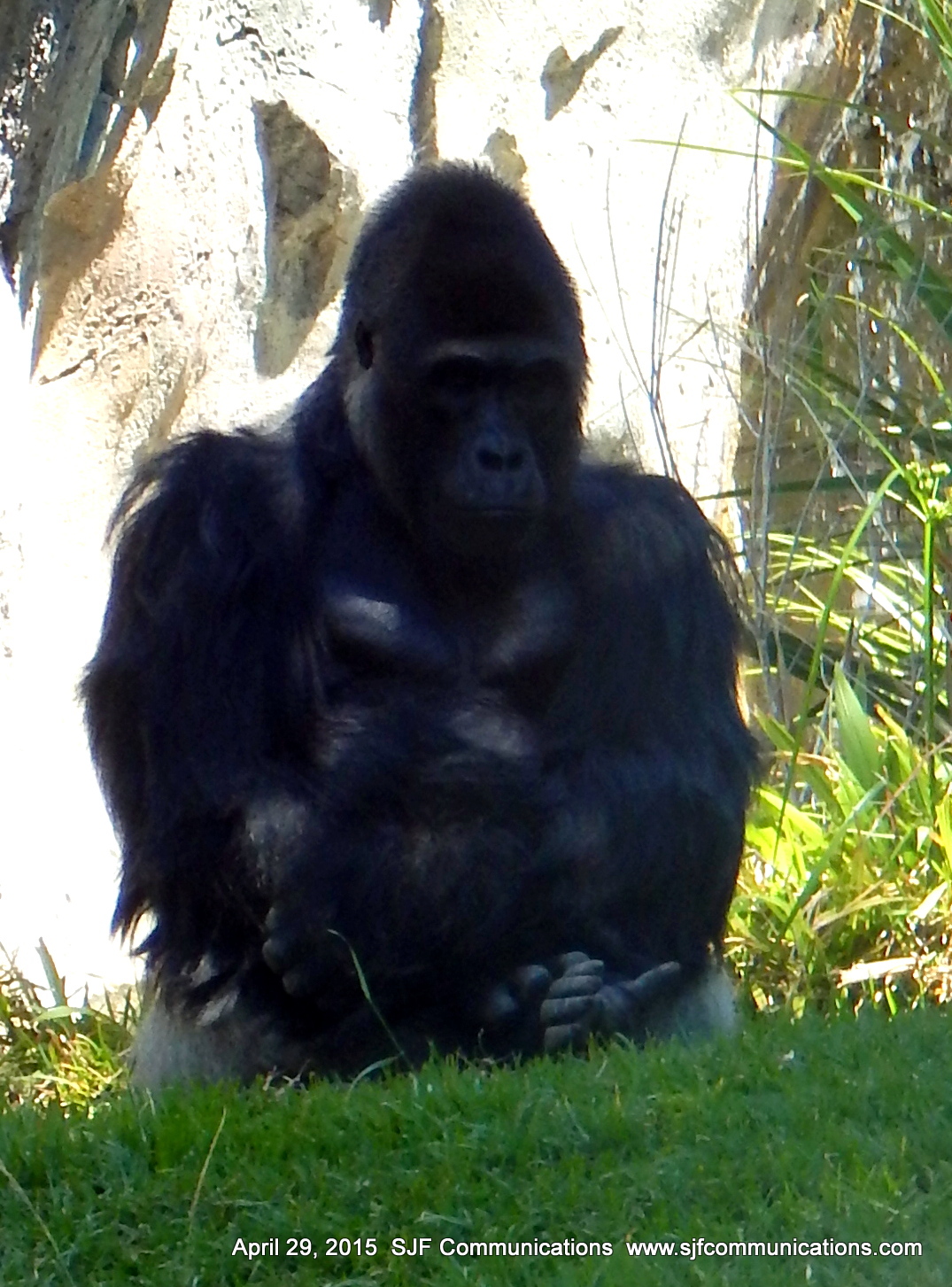 gorilla2