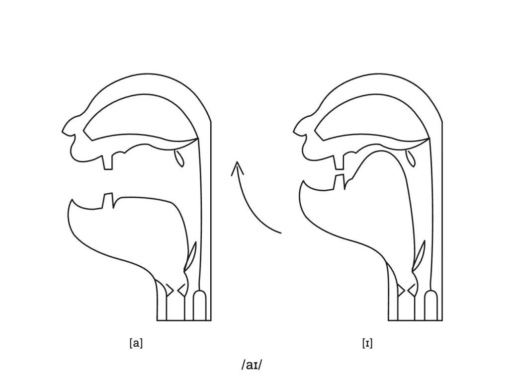 Line drawing of a human vocal tract in cross-section, shown twice side by side. In the first the jaw is dropped and the tongue lies low; in the second the jaw is raised and the tongue arches towards the roof of the mouth. An arrow between them traces the movement.