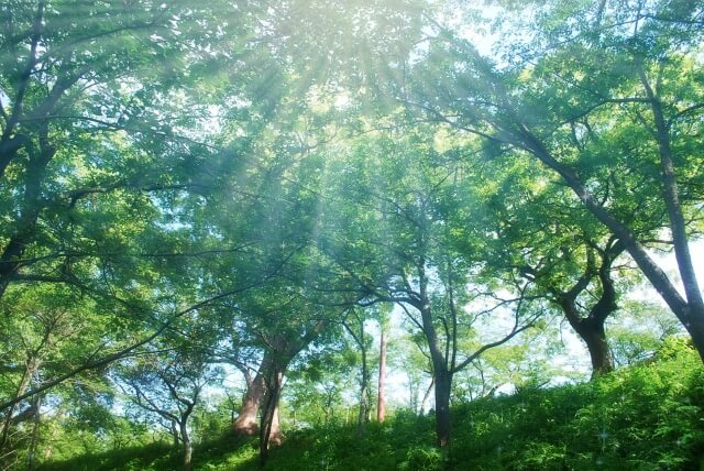 立夏 いつ