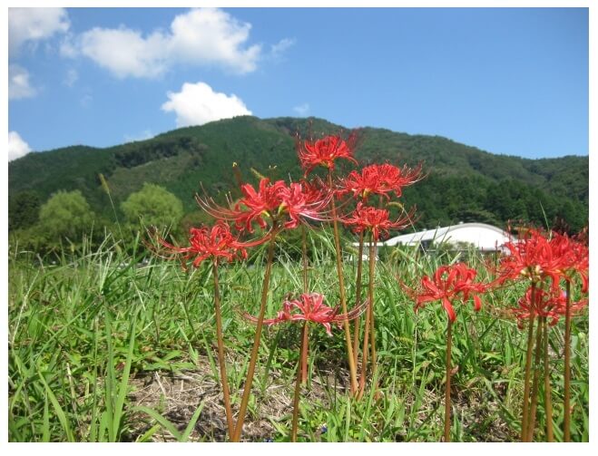 お彼岸 いつ