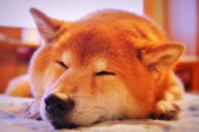 蚊取り線香 犬