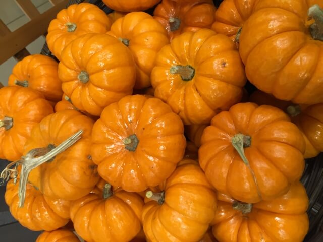 ハロウィン かぼちゃ 種類