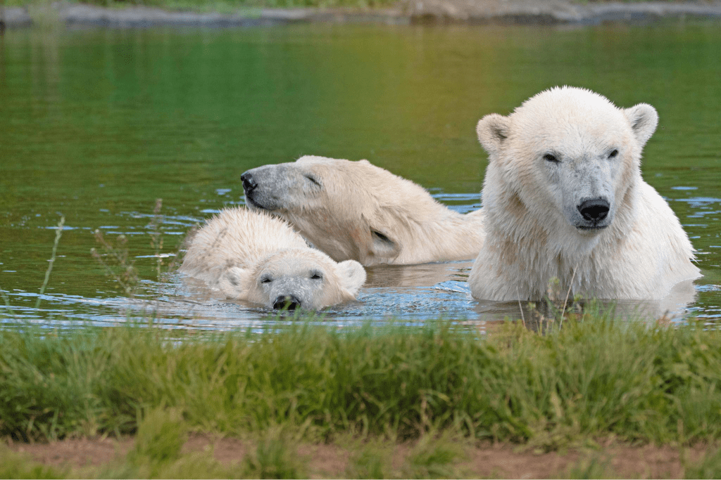 Skandinavisk Dyrepark 1 Isbjørn i Skandinavisk Dyrepark