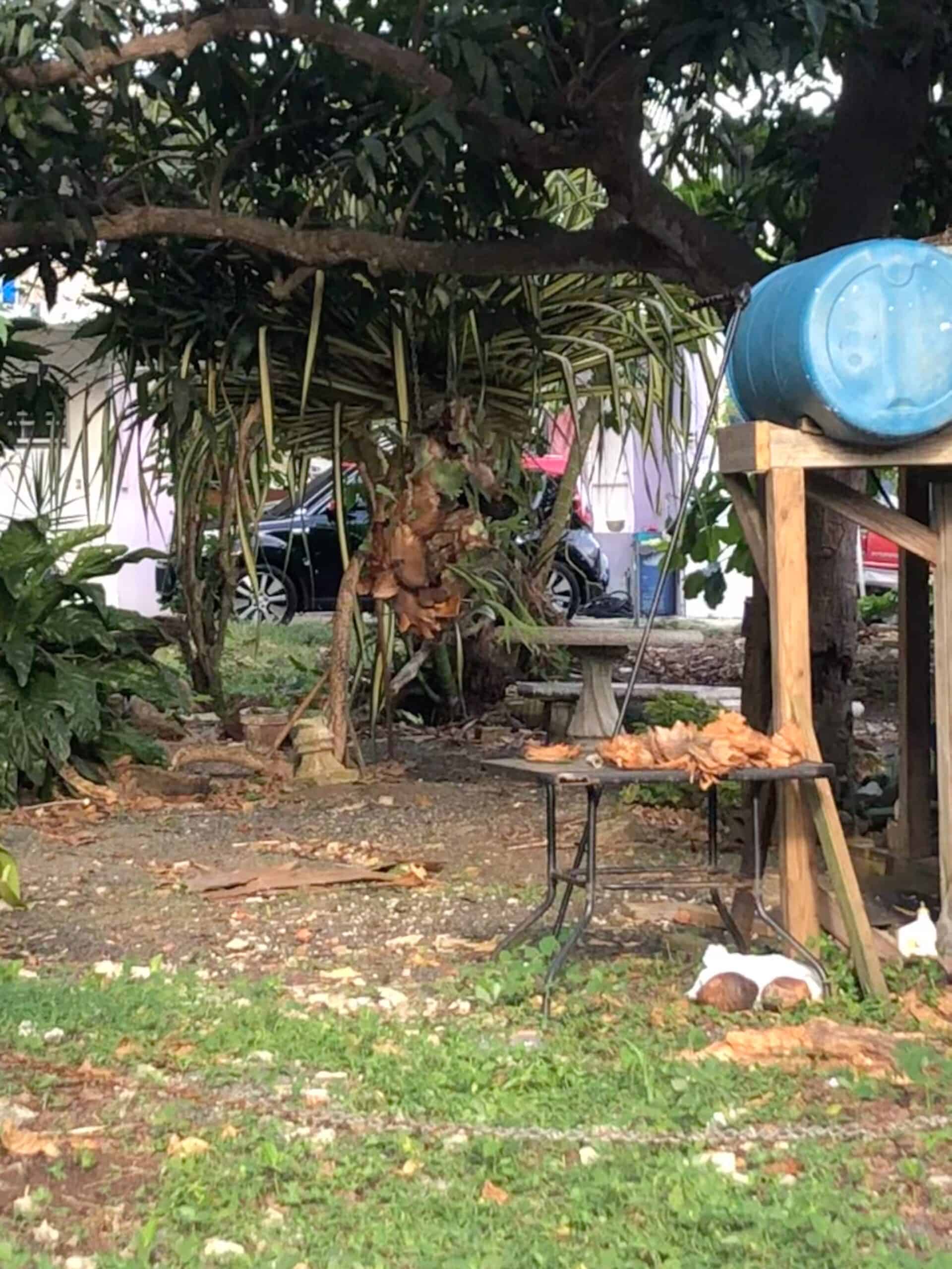 Shelled coconut stand