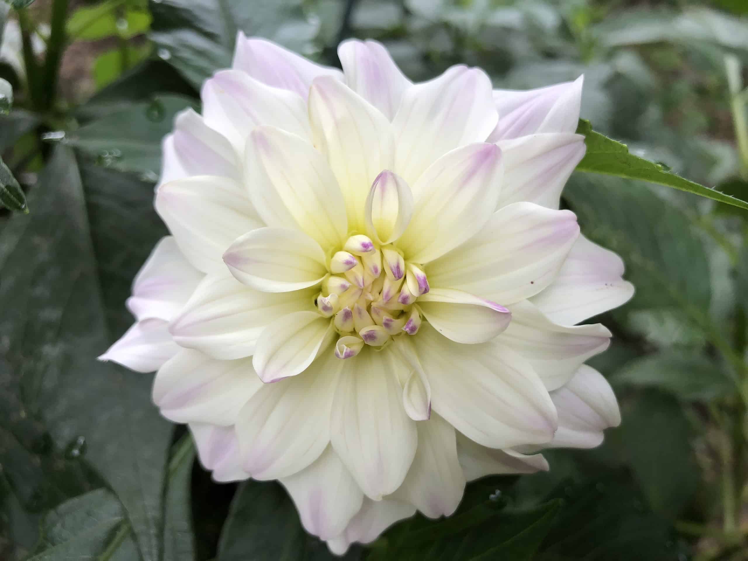 Dreaming of Dahlias