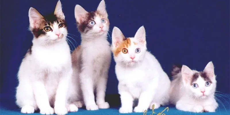 Heterocromia nos Animes - Personagens com olhos diferentes