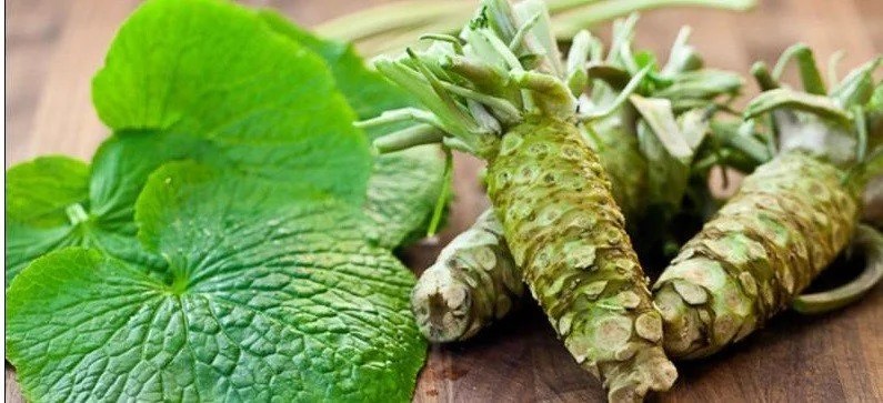 The main Japanese spices and seasonings WASABI - HORSERADISH