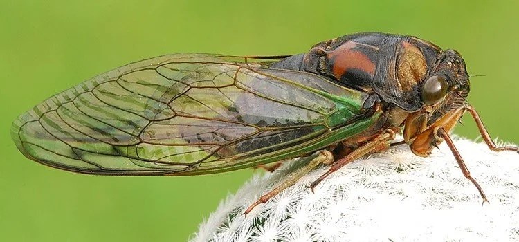 The popular insects of Japan