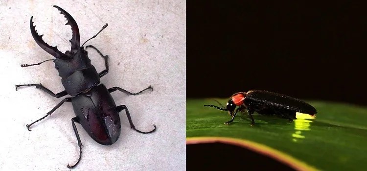 The popular insects of Japan mushi