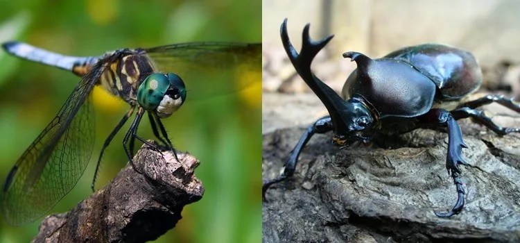 The popular insects of Japan mushis