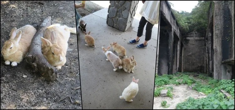 Okunoshima – A famosa Ilha dos Coelhos