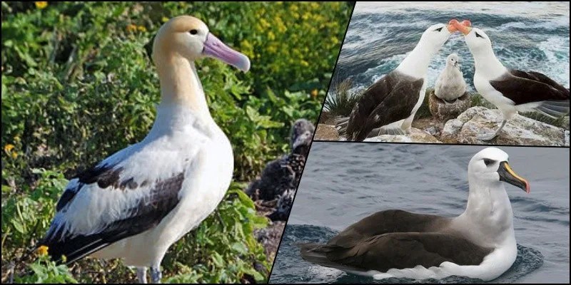 5 Animals from the Japanese fauna threatened with extinction 5 Animals from the Japanese fauna threatened with extinction