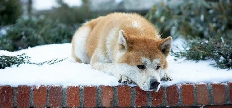 Akita Inu e Shiba Inu - Os cães Japoneses akita inu