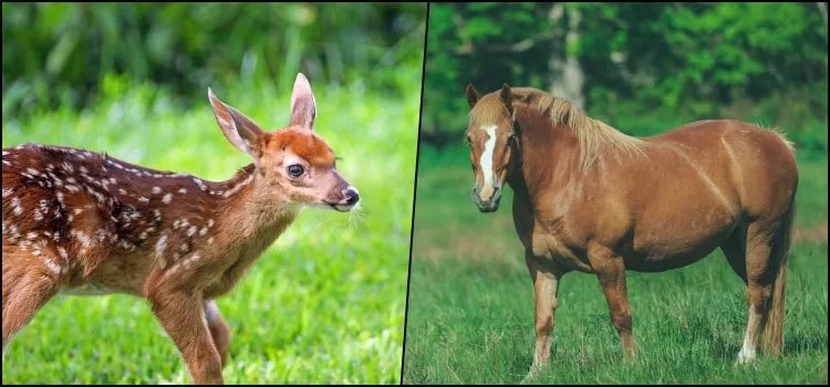 Slang, swear words, insults, and vulgarities in anime