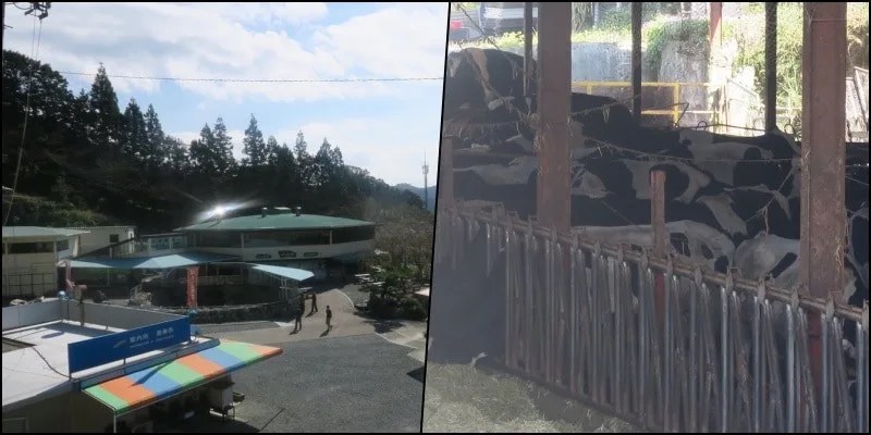 A disposição dos japoneses em ajudar - Experiências