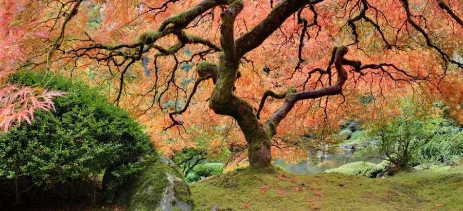 Tudo sobre o Bordo Japonês: uma das plantas mais bonitas que existem