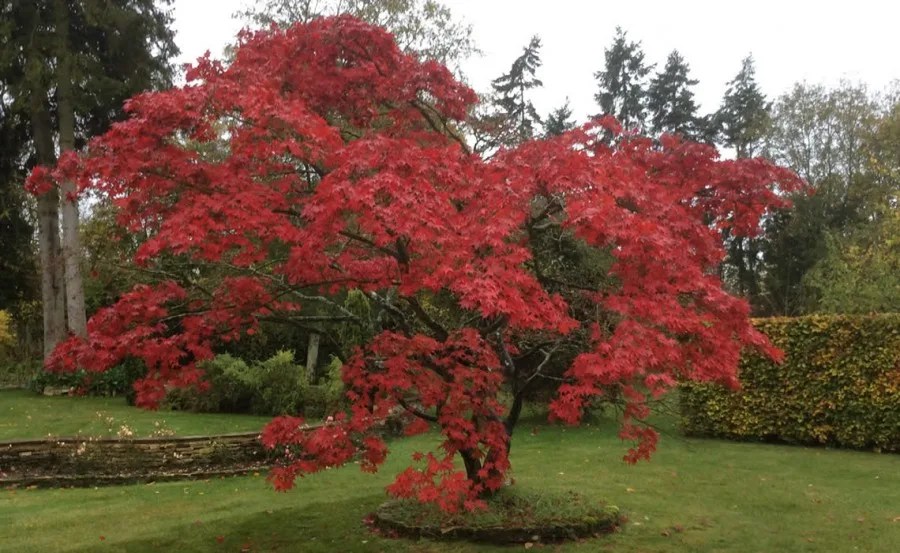 Tudo sobre o Bordo Japonês: uma das plantas mais bonitas que existem