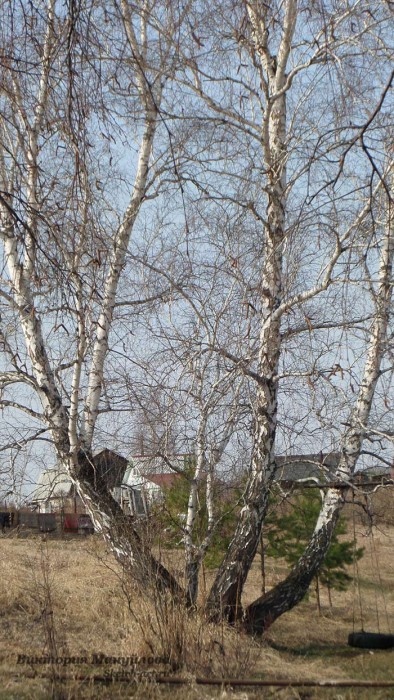 как рисовать березу акварелью