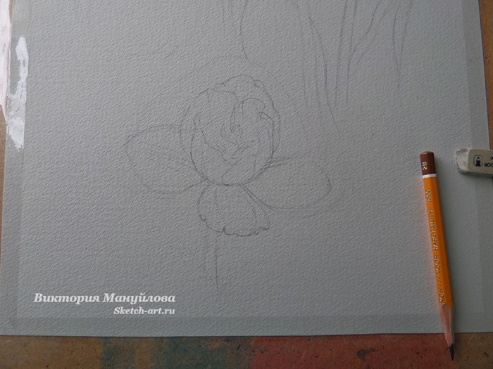 как нарисовать тюльпан акварелью