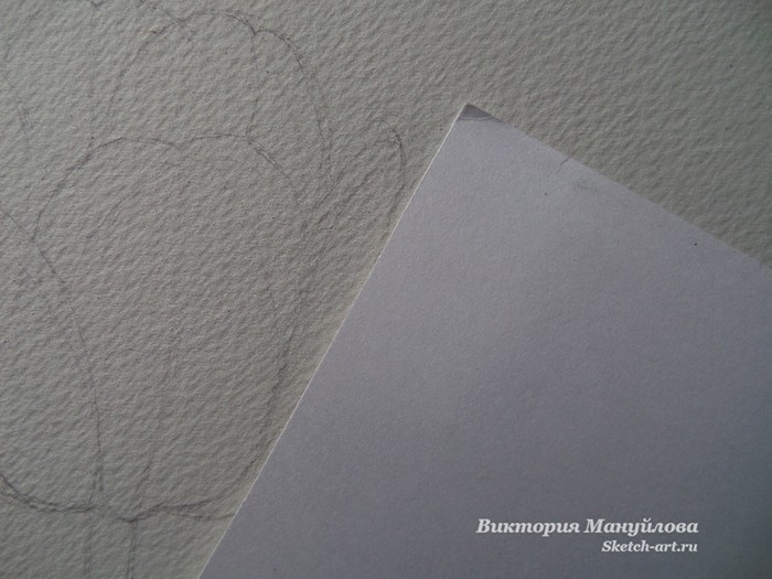 как нарисовать тюльпан акварелью