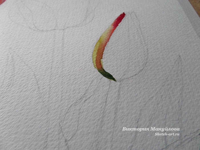 как нарисовать тюльпан акварелью