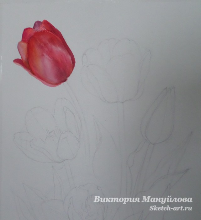 как нарисовать тюльпан акварелью