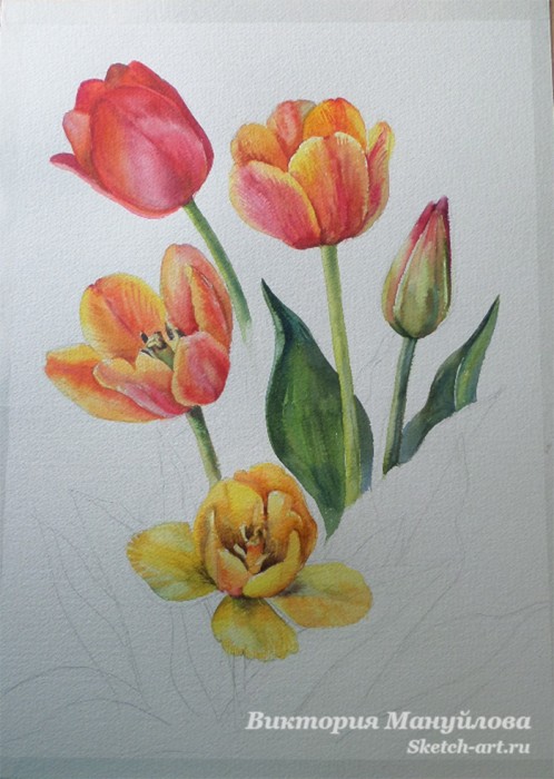 как нарисовать тюльпан акварелью