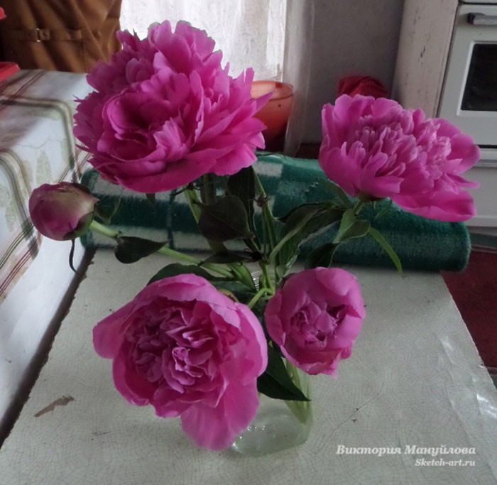 как нарисовать пион