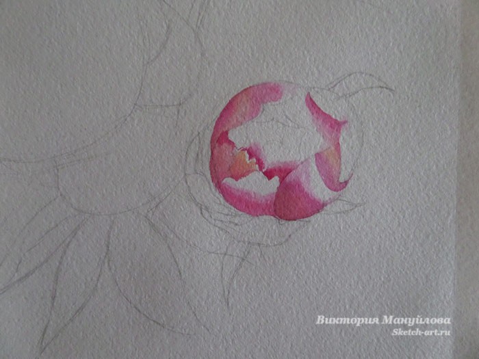 рисуем пионы в вазе