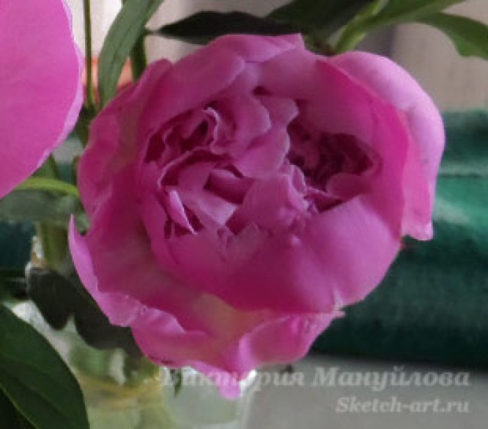 рисуем пионы акварелью поэтапно для начинающих