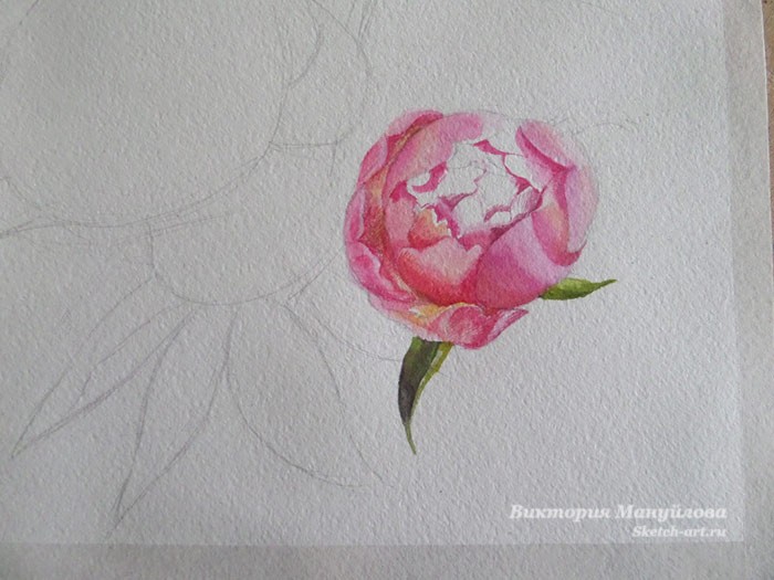 пионы нарисованные красками