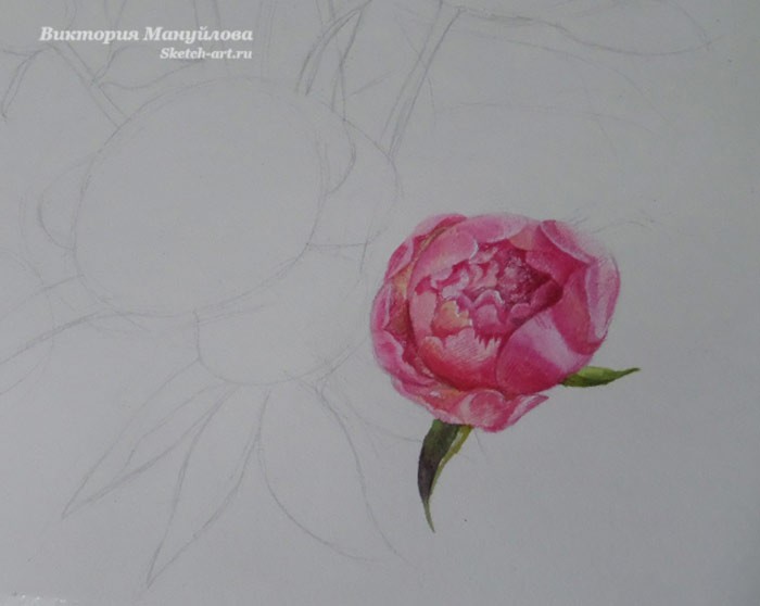 рисуем пионы в вазе